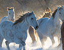 Winter Horse Drive Hideout Ranch, Shell WY.