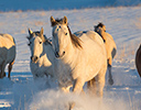 Winter Horse Drive Hideout Ranch, Shell WY.