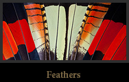 Feathers