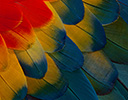 Feather Design Scarlet Macaw