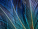 Blue Bird of Paradise Feather Design