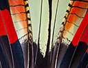 Banks Cockatoo Tail Feathers