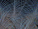 Crowned Pigeon Feather Design