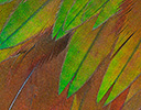 Nicobar Pigeon Feather Design