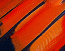 Scarlet Minvet Feather Design