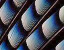 Eurasian Jay Wing Feather Design