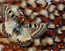 Cabots Tragopan feather design with Archon Apollinus butterfly