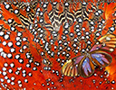 Tragopan Temminck's feather design