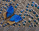Grey Peacock Pheasant feather design and Salamis temora butterfly