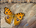 Senegal Bustard feather design and pansy butterfly