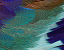 Lilac Breasted Roller Feather Design