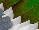 Northern Shoveler Drake Feather Design