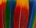 Eclectus Male and Female Tail Feather Design