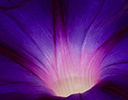 Close-up of morning glory