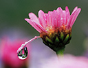 Dew drop on Daisy, Sammamish Washington