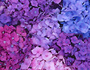 Hydrangea flower pattern