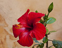 Hibiscus in church yard, Chania, Crete Greek Isles