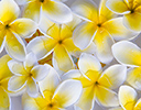 Plumeria tropical flower