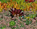 Bromeliad plantings