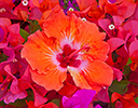 Hibiscus flower designs