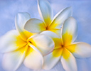 Plumeria tropical flower