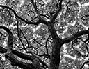 Black and White tree, Maui Hawaii