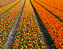 Tulip fields springtime Holland