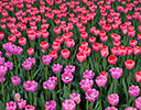 Gardens of Keukenhof, Netherlands