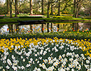 Gardens of Keukenhof, Netherlands