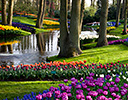 Gardens of Keukenhof, Netherlands