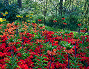 Gardens of Keukenhof, Netherlands