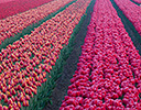Tulip fields springtime Holland