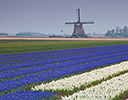 Old Wooden Windmill, North Holland