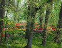 Springtime Bulb Garden in North Holland