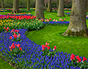 Gardens of Keukenhof, Netherlands