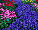 Gardens of Keukenhof, Netherlands