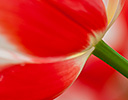 Tulip Close-up Keukenhof Gardens, Netherlands