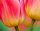 Tulip Close-up Keukenhof Gardens, Netherlands