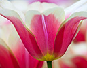 Tulip Close-up Keukenhof Gardens, Netherlands