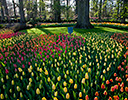 Gardens of Keukenhof, Netherlands