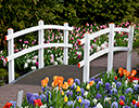 Gardens of Keukenhof, Netherlands