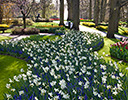 Gardens of Keukenhof, Netherlands