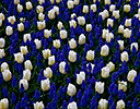 Gardens of Keukenhof, Netherlands