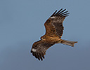 Harrier Flying Over Head Hokkaido Japan Winter