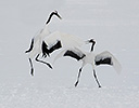 Hokkaido Japan Winter, Red Crowned Crane