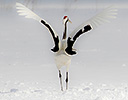 Hokkaido Japan Winter, Red Crowned Crane