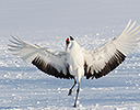 Hokkaido Japan Winter, Red Crowned Crane