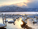 Whooper Swans  Lake Mashuko, Hokkaido Japan Winter