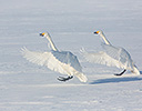 Whooper Swans  Lake Mashuko, Hokkaido Japan Winter