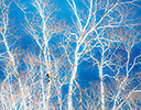 Japan Winter with white barked trees against blue waters Hokkaido